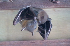 Cynopterus brachyotis