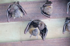 Cynopterus brachyotis