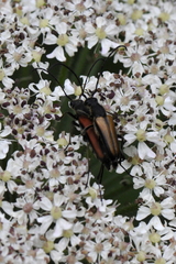 Anastrangalia dubia