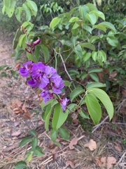 Millettieae