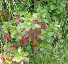Rhododendron hirsutum