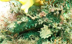 Aploactisoma milesii