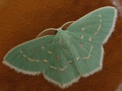 Comostola subtiliaria