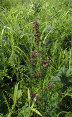 Veratrum maackii