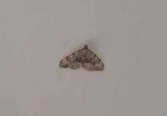 Coenotephria tophaceata