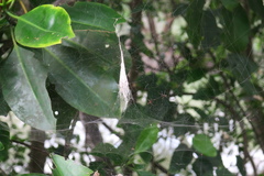 Argyrodes fissifrons