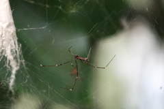 Argyrodes fissifrons