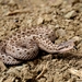 Iranian Mountain Steppe Viper - Photo (c) naeimophio, some rights reserved (CC BY-NC)