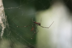 Argyrodes fissifrons