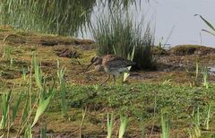 Numenius phaeopus phaeopus
