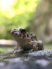 Fejervarya kawamurai