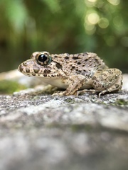 Fejervarya kawamurai