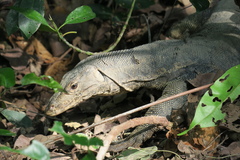 Varanus salvator
