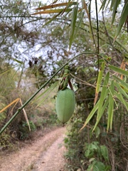 Passiflora glandulosa