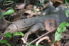 Varanus salvator