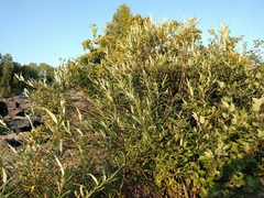 Salix pellita