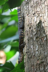 Varanus salvator
