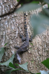 Varanus salvator