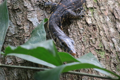 Varanus salvator