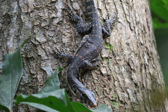 Varanus salvator