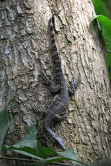 Varanus salvator