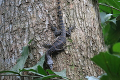 Varanus salvator