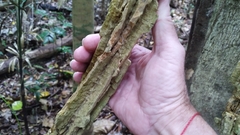 Cardiopteris moluccana
