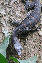 Varanus salvator