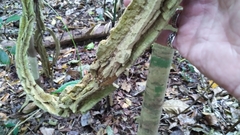 Cardiopteris moluccana