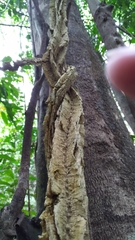 Cardiopteris moluccana