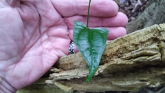 Cardiopteris moluccana