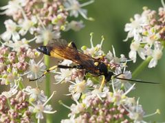 Ichneumon confusor