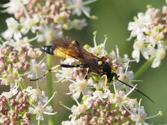 Ichneumon confusor
