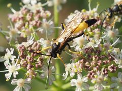 Ichneumon confusor