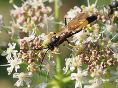 Ichneumon confusor