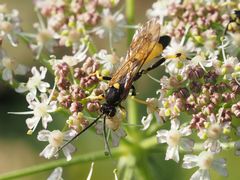 Ichneumon confusor