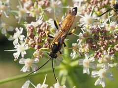 Ichneumon confusor