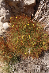 Hypericum triquetrifolium