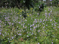 Adenophora divaricata