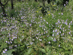 Adenophora divaricata