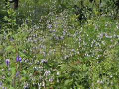 Adenophora divaricata