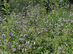 Adenophora divaricata