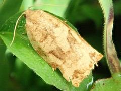 Archips oporana