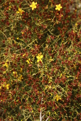 Hypericum triquetrifolium