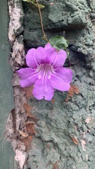 Bignonia
