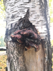 Fungi