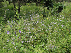 Adenophora divaricata