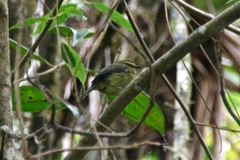 Silvicultrix diadema