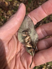 Craneiobia tuba