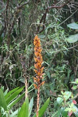 Cipuropsis hospitalis